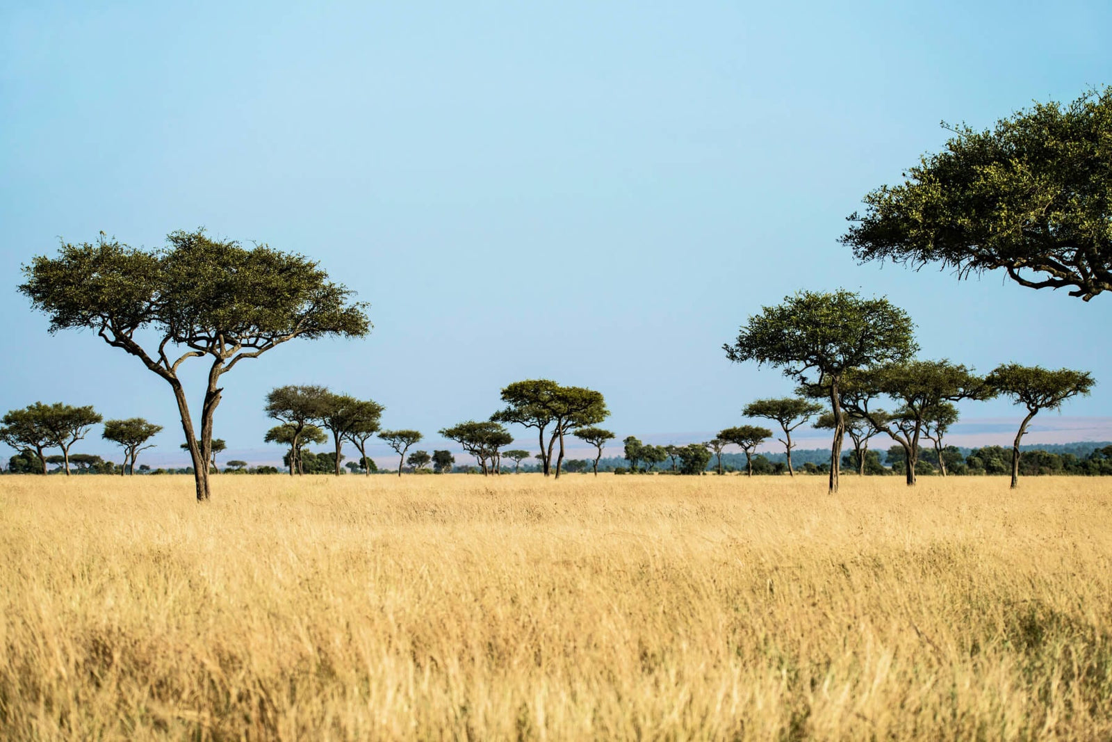 Africa savanna landscape