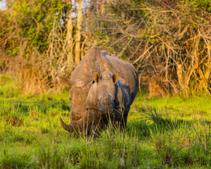 Africa biodiversity rhino