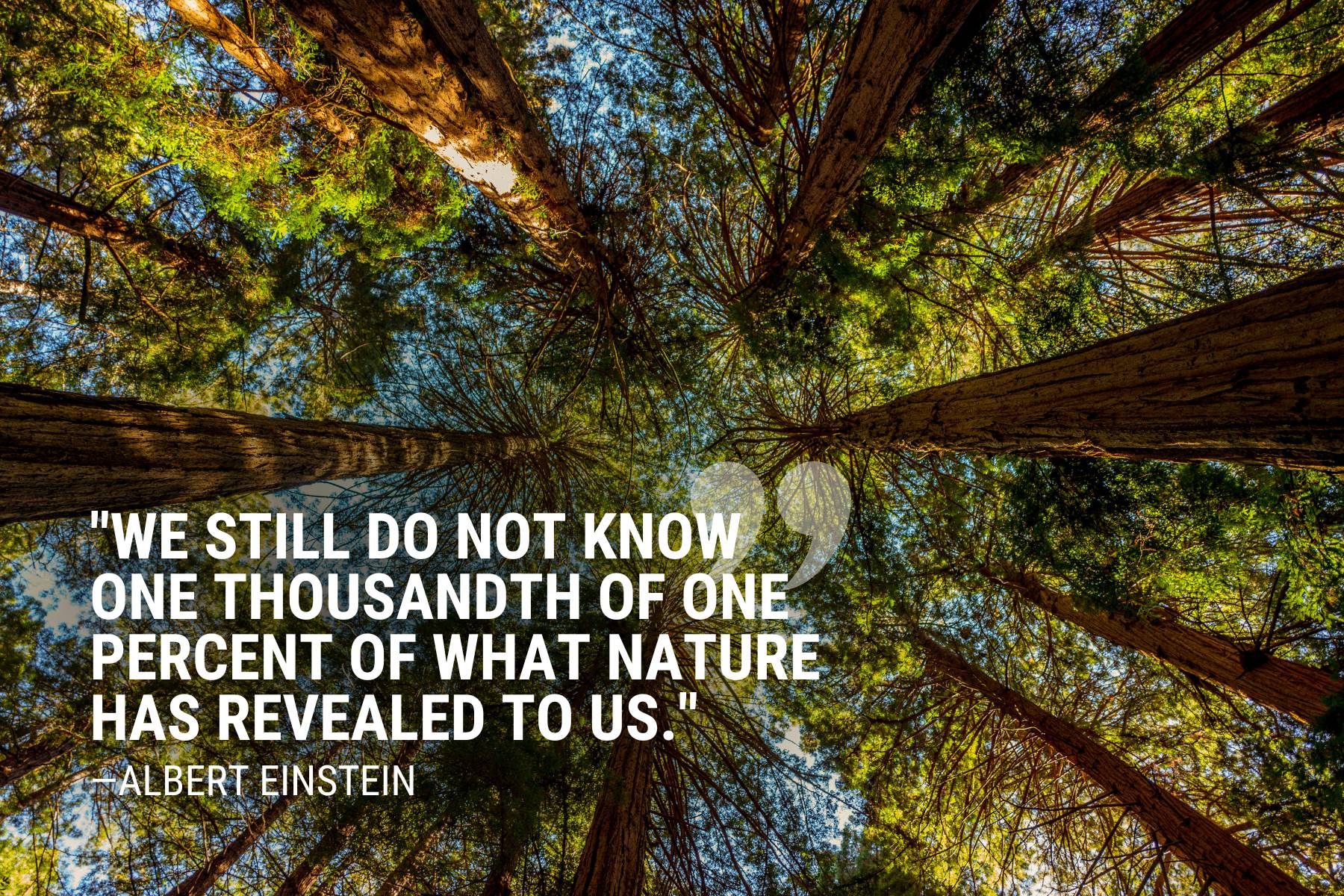 Albert Einstein Nature Quote
