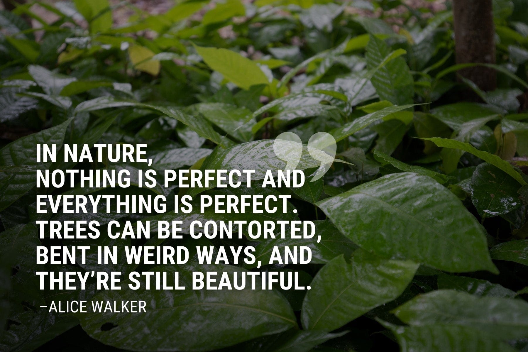 Inspirational Quotes About Trees - One Tree Planted