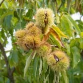 AMERICAN CHESTNUT