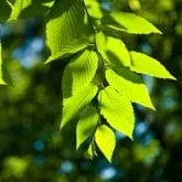 AMERICAN BEECH