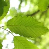 AMERICAN HORNBEAM
