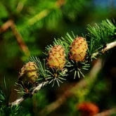 AMERICAN LARCH