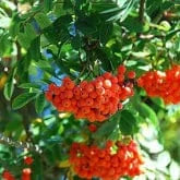 AMERICAN MOUNTAINASH