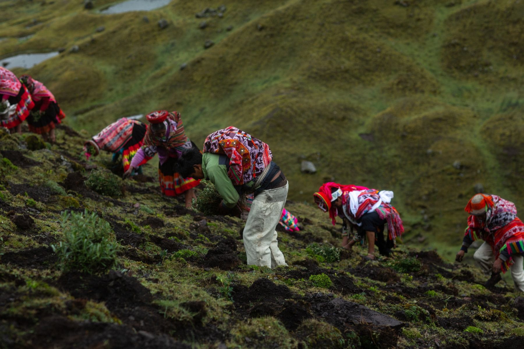 Dressed in colorful traditional clothing, community members plant trees on a mountainside in Andes