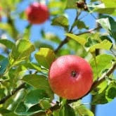 APPLE TREE