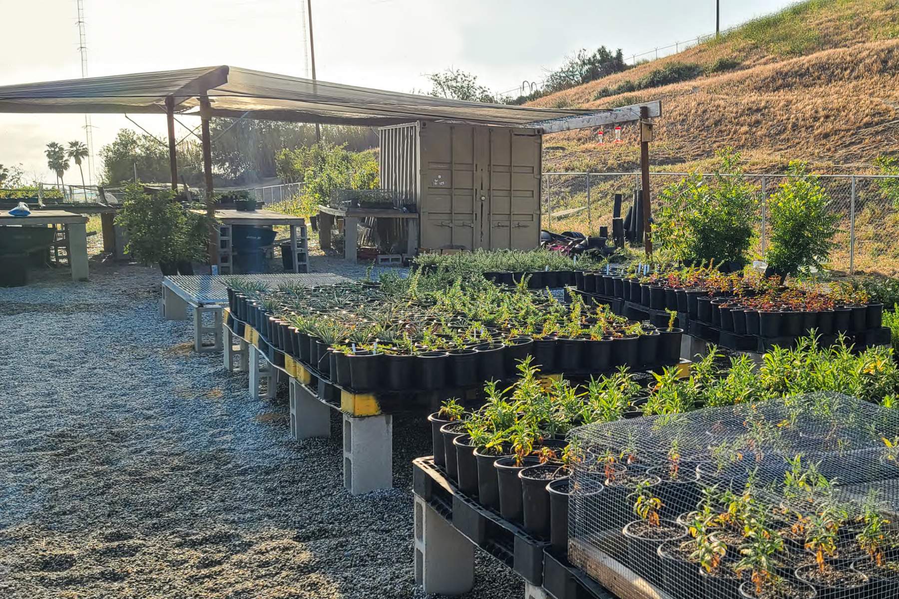 native plant nursery 
