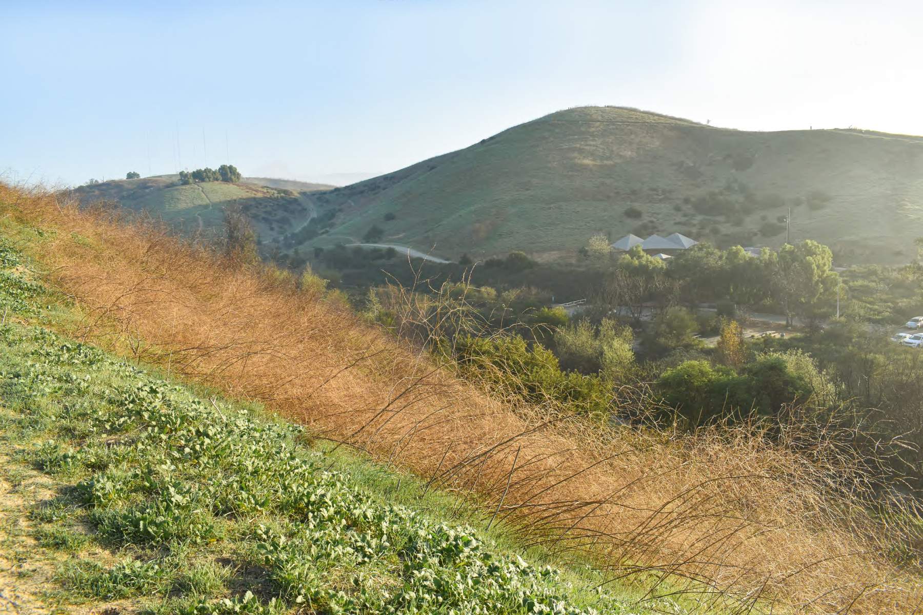 view of ascot hills park with dried out invasive vegetation