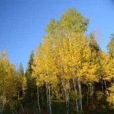 ASPEN TREE