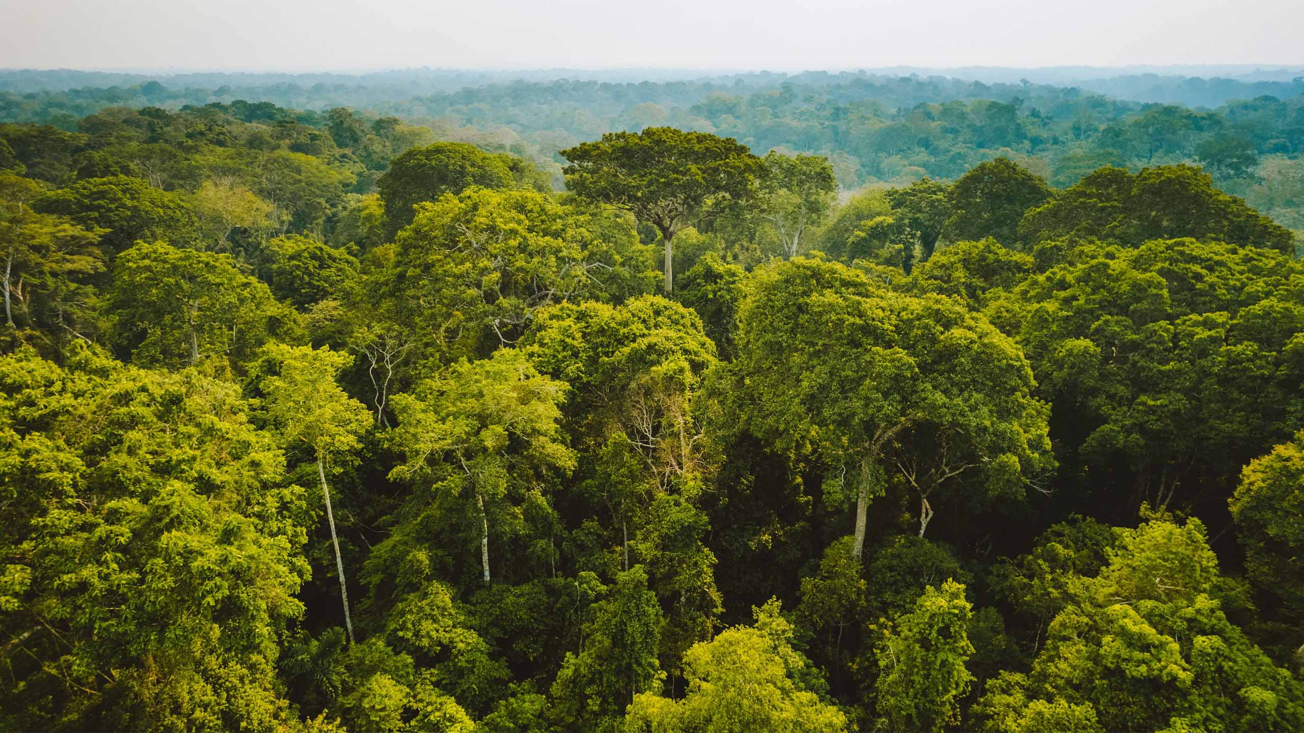 Atlantic Forest Brazil