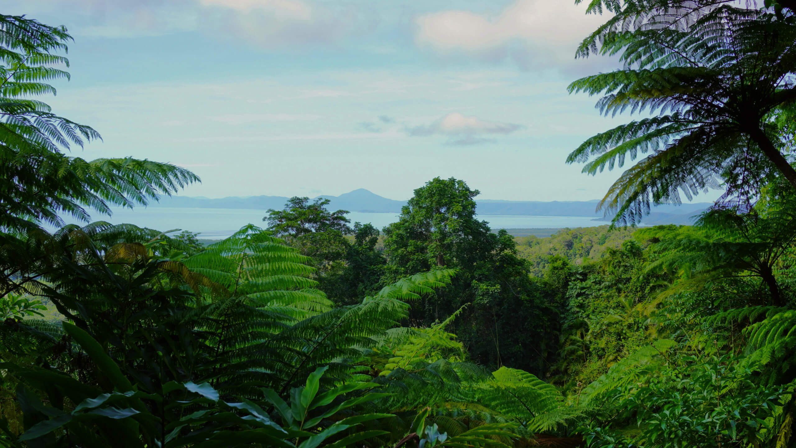 Australia forest