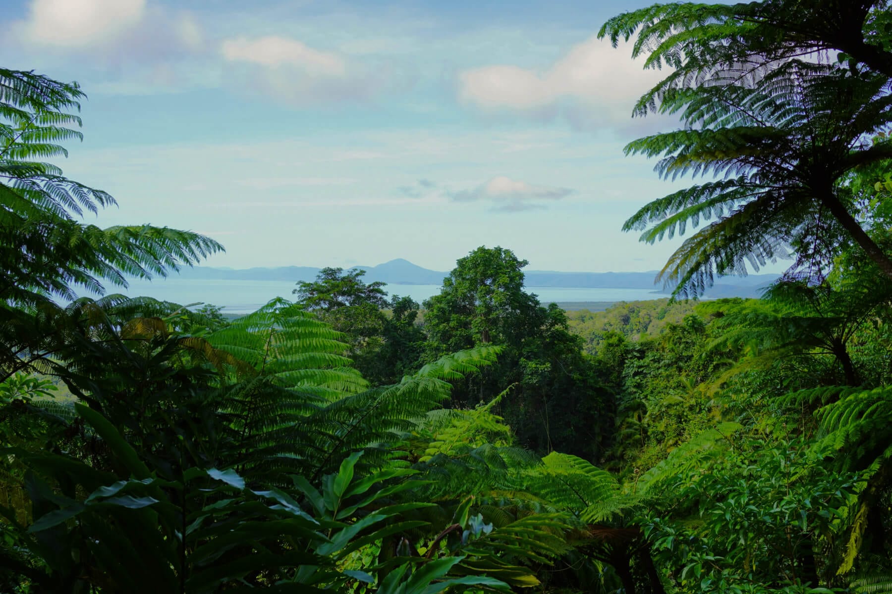 Australia forest