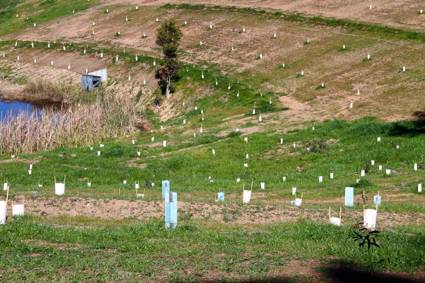 Australia Reforestation Site