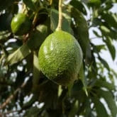 AVOCADO TREE