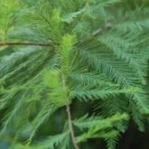 BALD CYPRESS