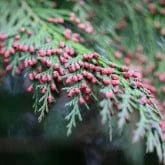 BALSAM FIR