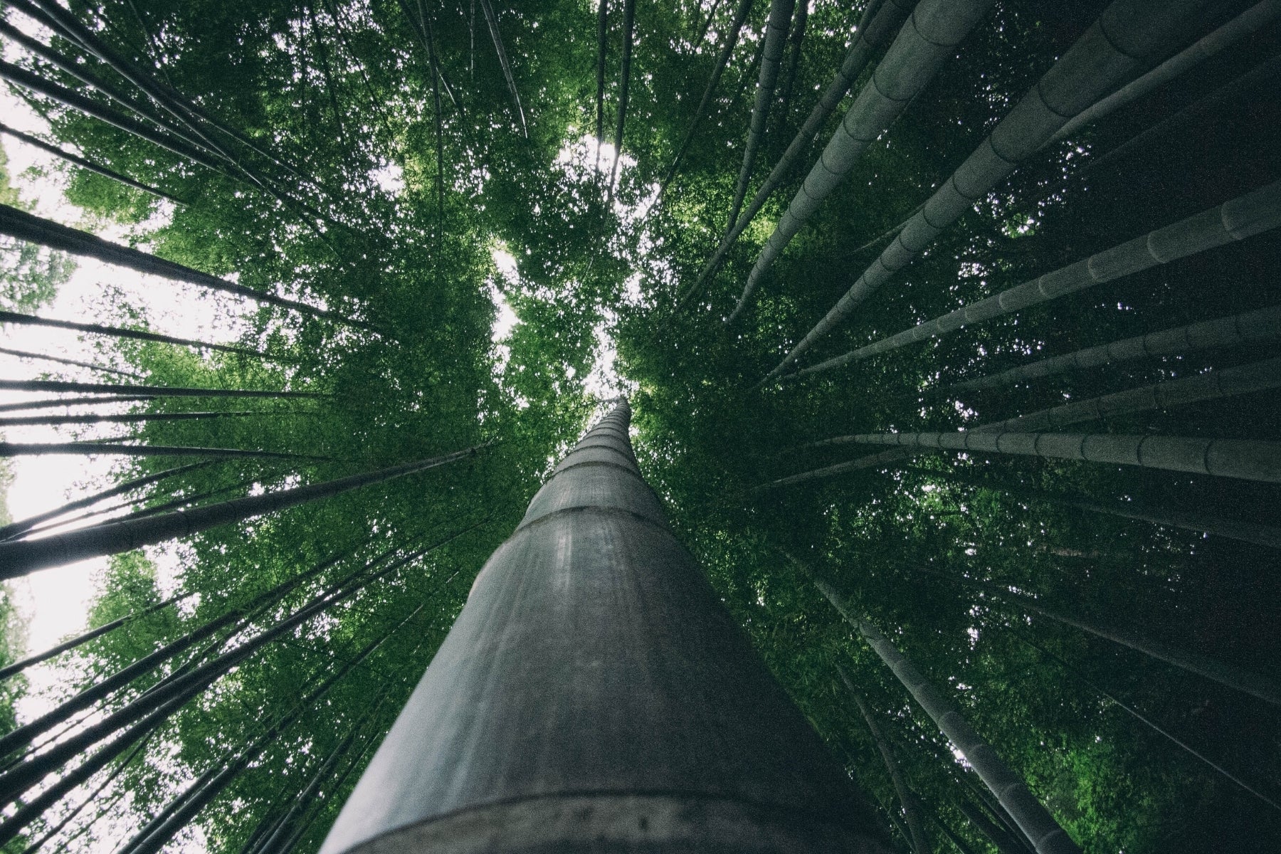 What is Bamboo Used for?