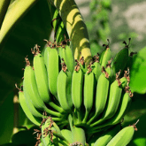 BANANA TREE