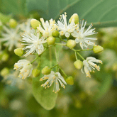 BASSWOOD