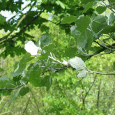 BIGTOOTH ASPEN