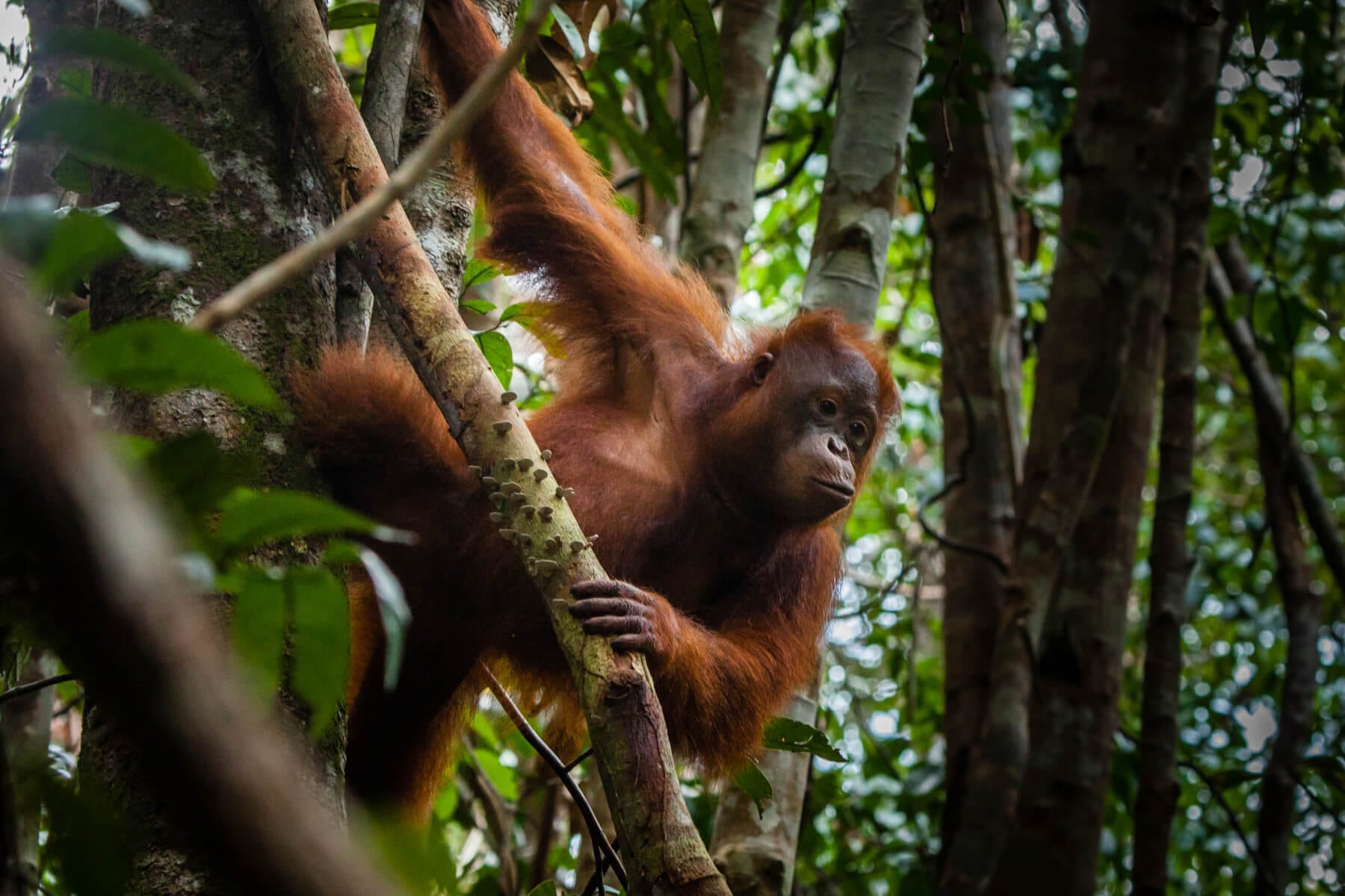 Biodiversity - orangutan on tree