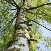 BIRCH TREE