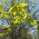 BITTERNUT HICKORY
