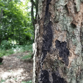 BLACK BIRCH