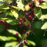 BLACK CHERRY