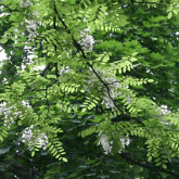 BLACK LOCUST