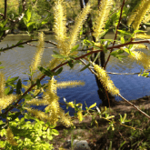 BLACK WILLOW