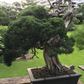BONSAI TREE