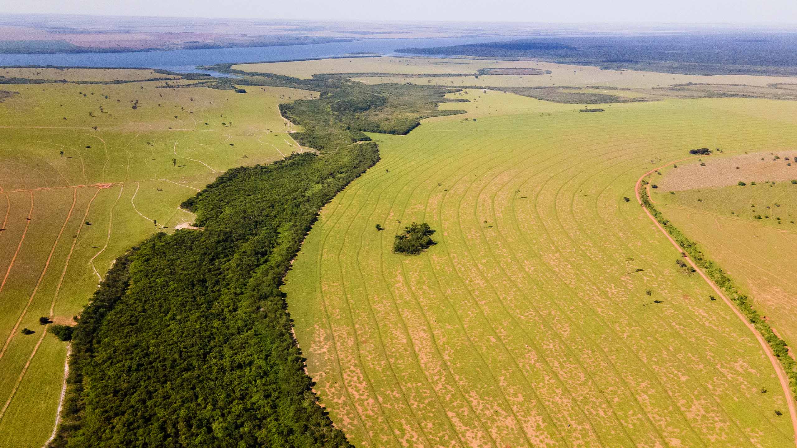 Plant Trees for Impact