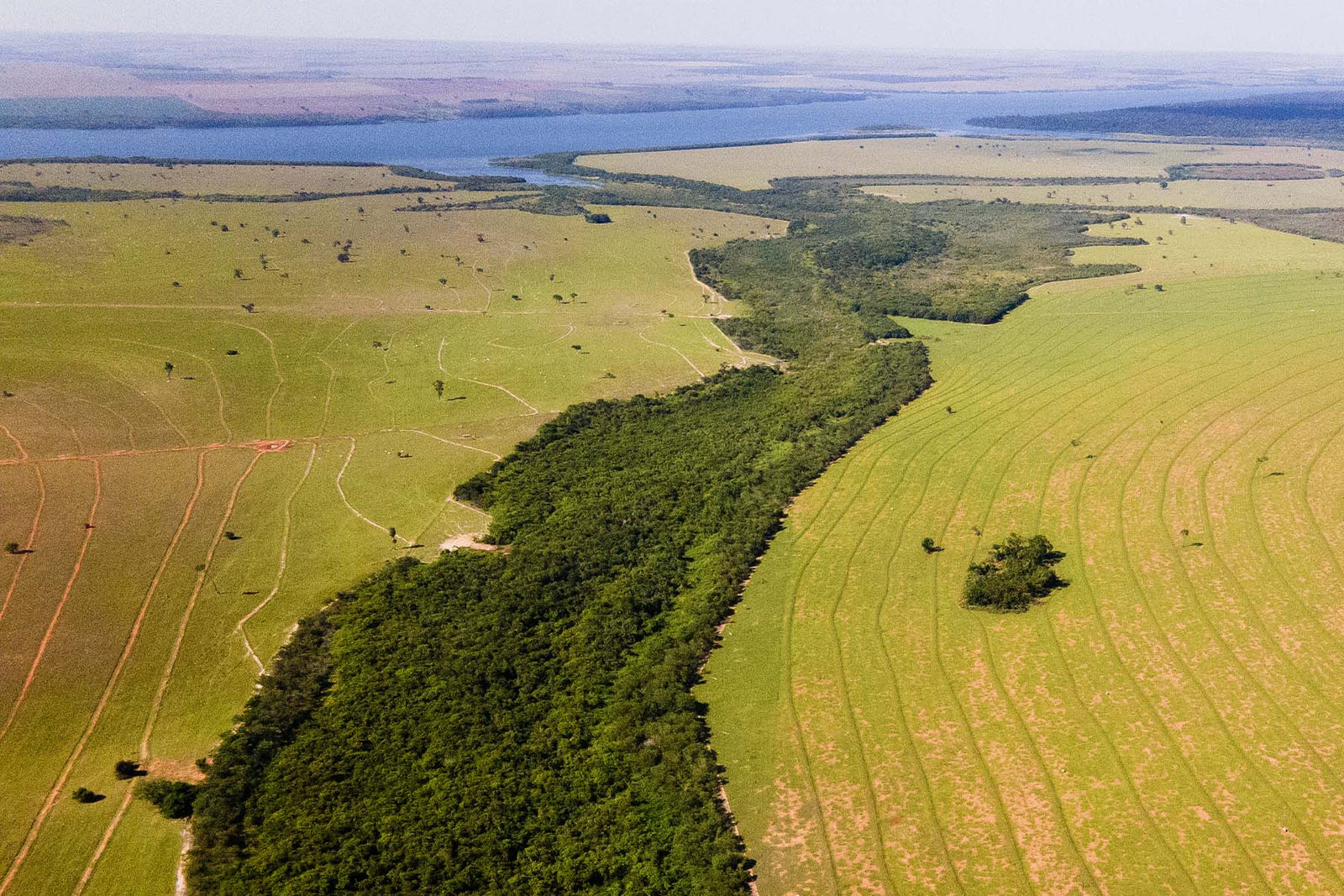 Plant Trees for Impact