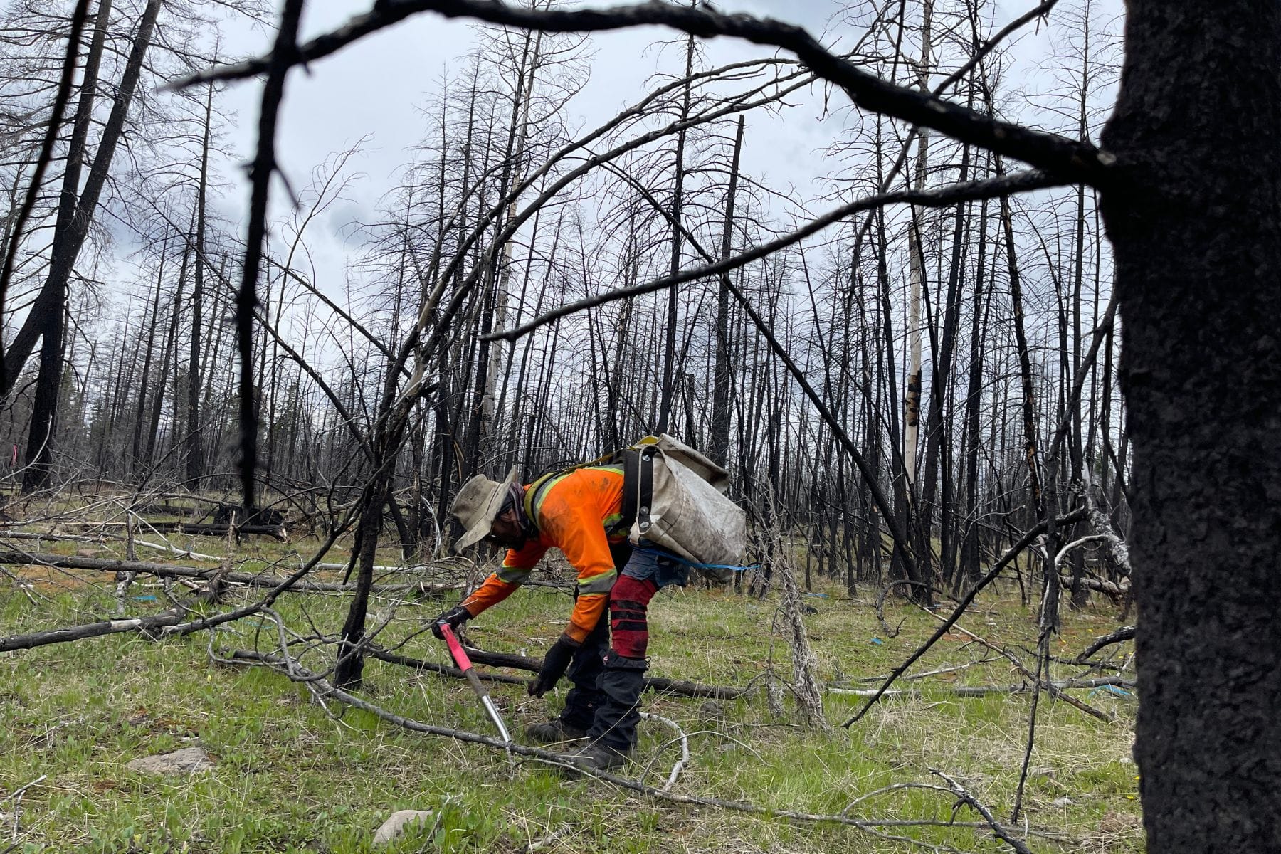 Tree planter in orange safety vest and hard hat working in a forest with fallen trees and bare trees.
