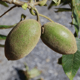 BUTTERNUT TREE