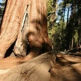 CALIFORNIA REDWOOD
