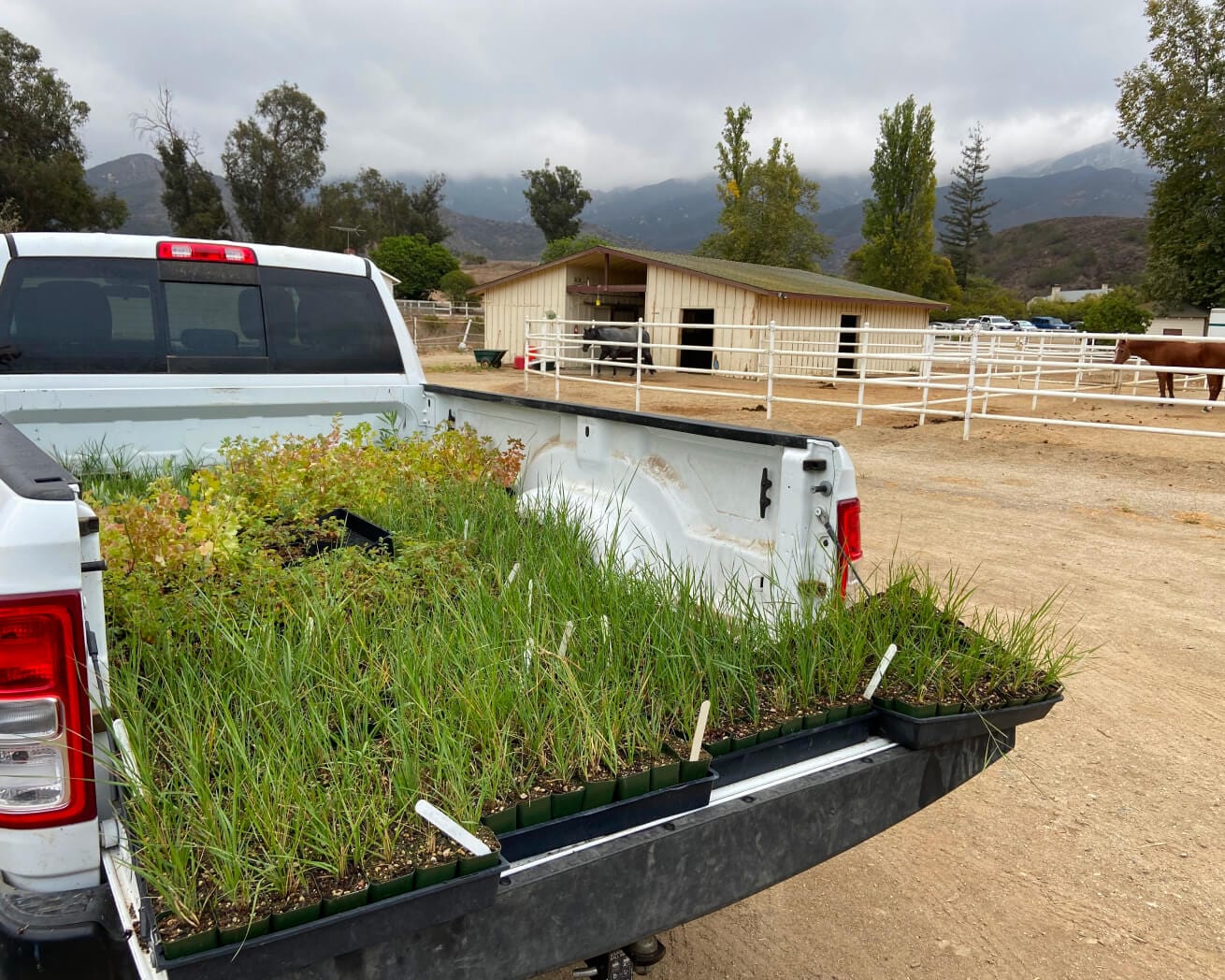 Transporting saplings to planting site in California