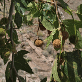 CALIFORNIA SYCAMORE