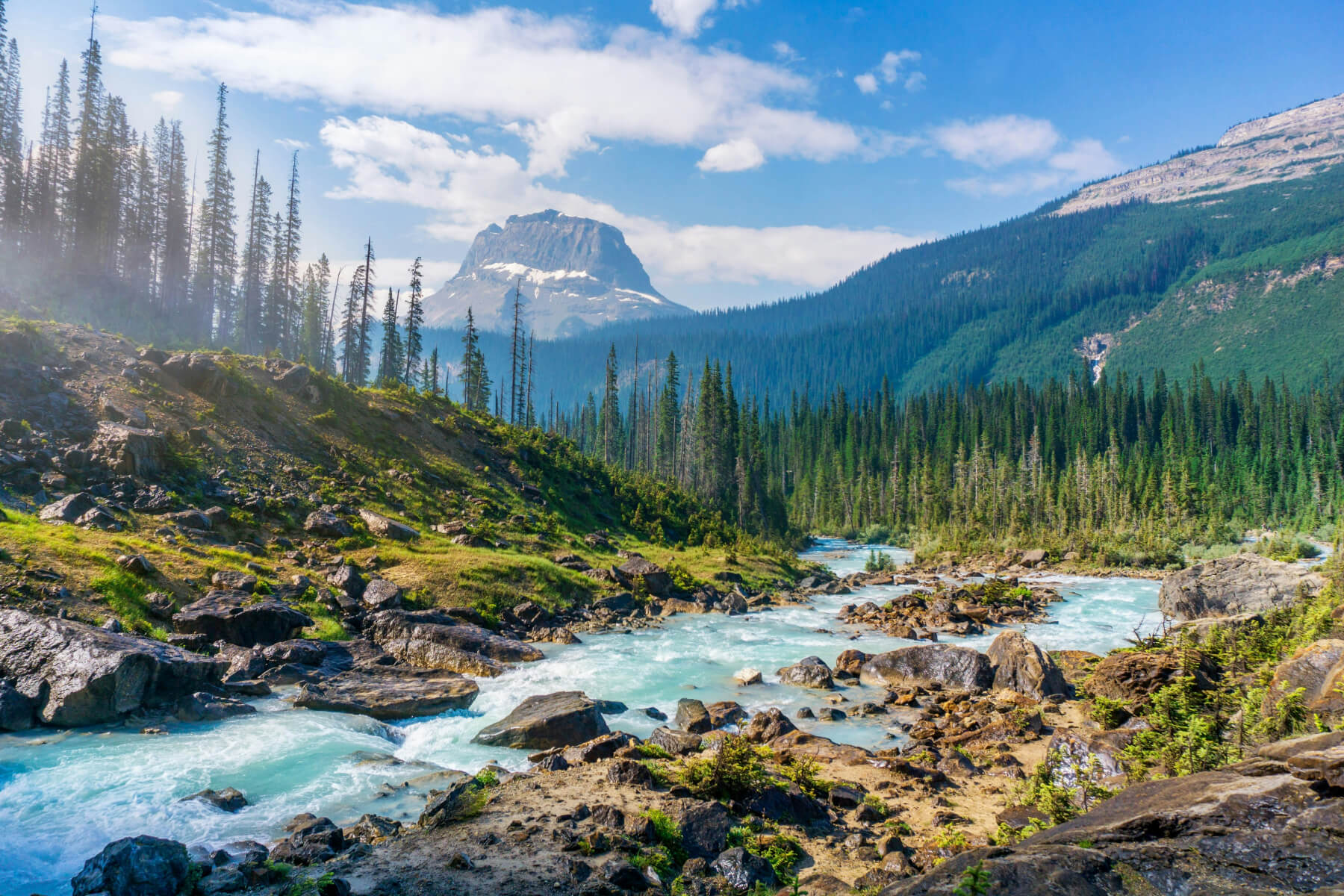 Canada forest landscape