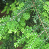 CANADIAN HEMLOCK