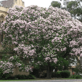 CAPE CHESTNUT