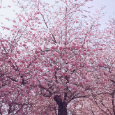 CHERRY BLOSSOM TREE