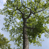 CHESTNUT OAK