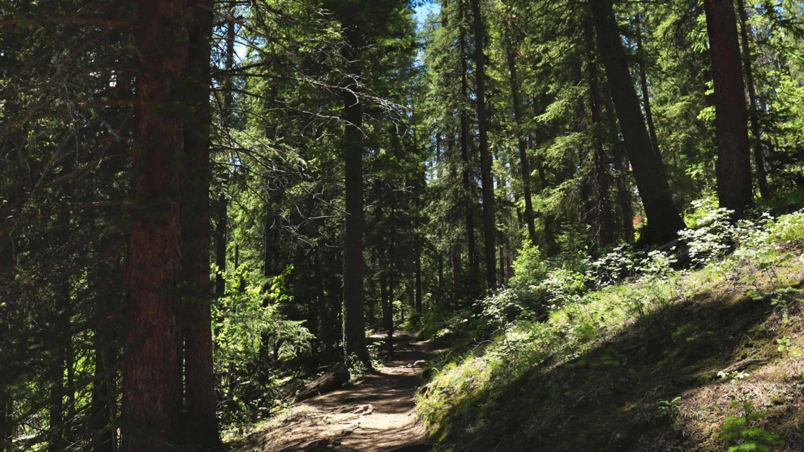 Colorado forests