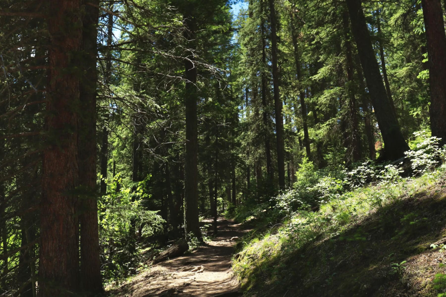 Colorado forests