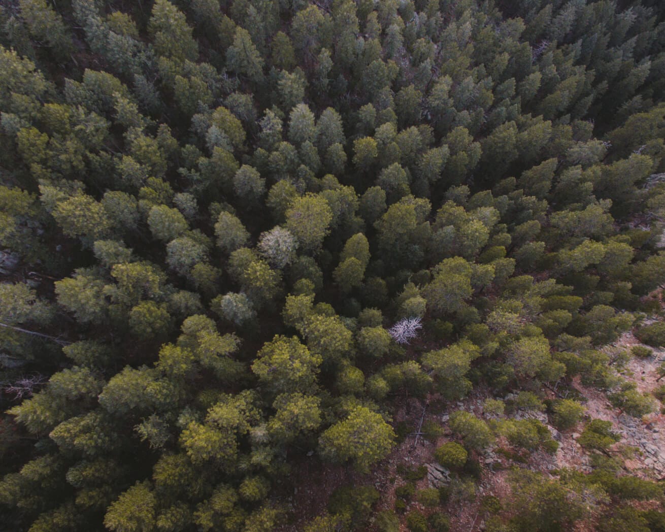 Colorado forest drone view