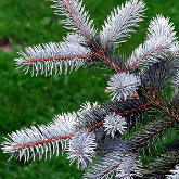 COLORADO BLUE SPRUCE