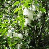 COTTONWOOD TREE